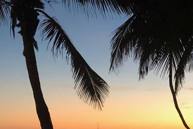 key west palms at sunset