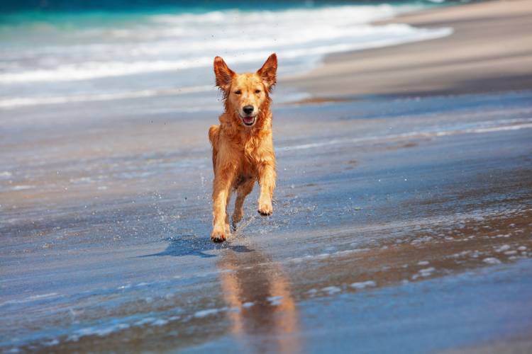 Dog on Beach - Pet Friendly Rentals