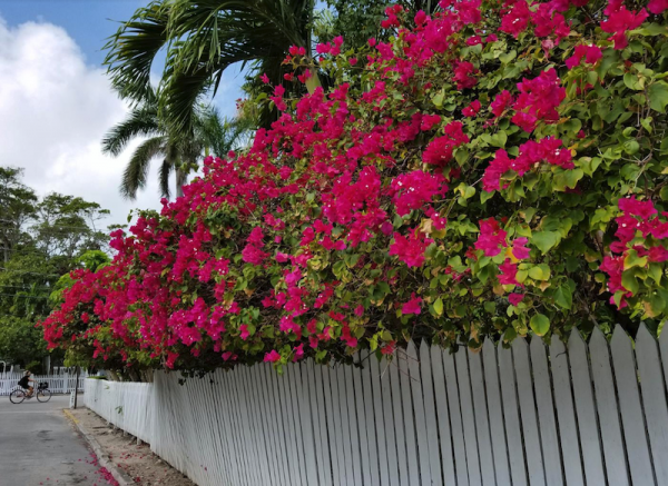 Specials Discounts Historic Key West Vacation Rentals