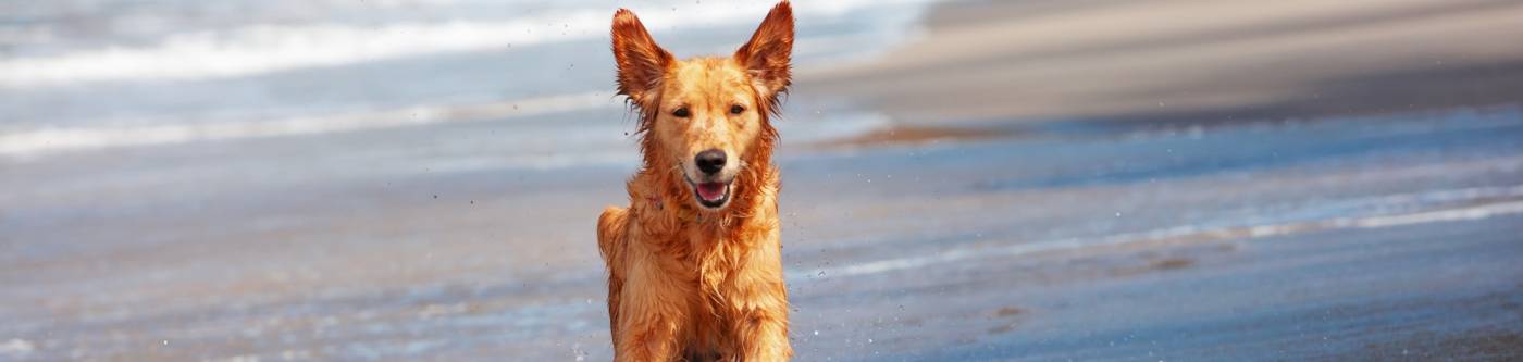 Dog on Beach - Pet Friendly Rentals
